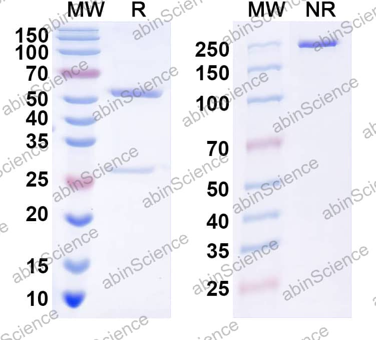 Anti-Human CD327/SIGLEC6 Antibody (AK06)