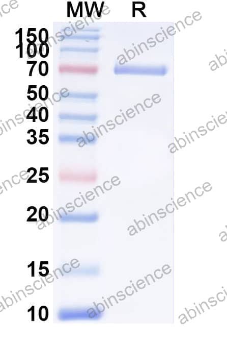 Human PCDH7 Recombinant Protein (C-Fc)