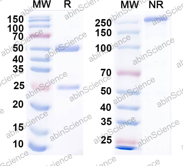 Anti-MSTN/GDF8 Antibody (SAA2388)