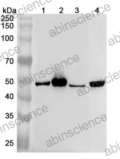 Anti-Human SLC30A4 Polyclonal Antibody