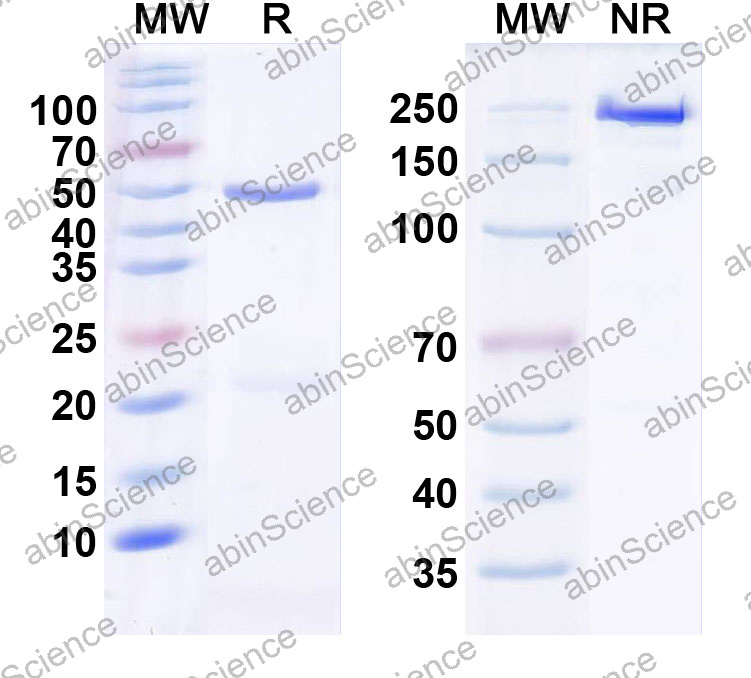Anti-Human DCX Monoclonal Antibody (1A537)