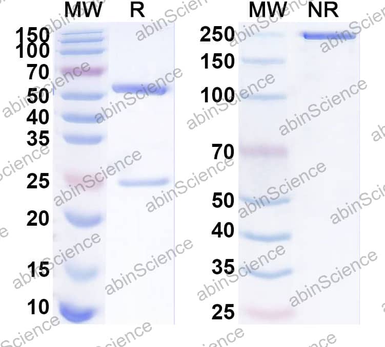 Research Grade selcodebart