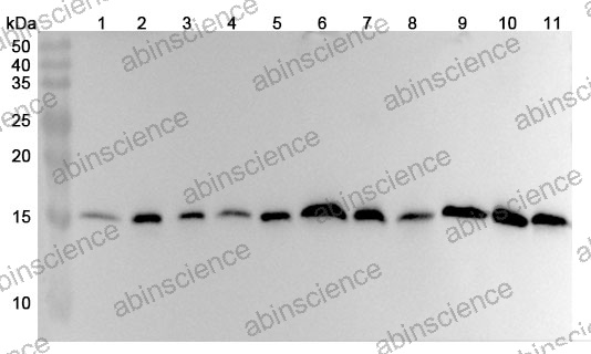 Anti-FIS1 Polyclonal Antibody