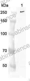Anti-Human TLN1 Polyclonal Antibody