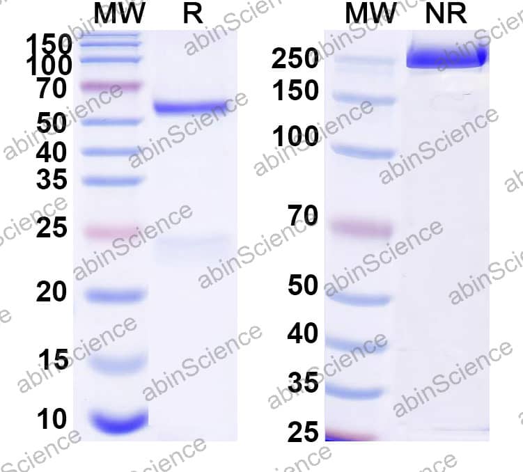 Human IgG1 (L234A/L235A/P329S), kappa Isotype Control Antibody (HyHEL-10)