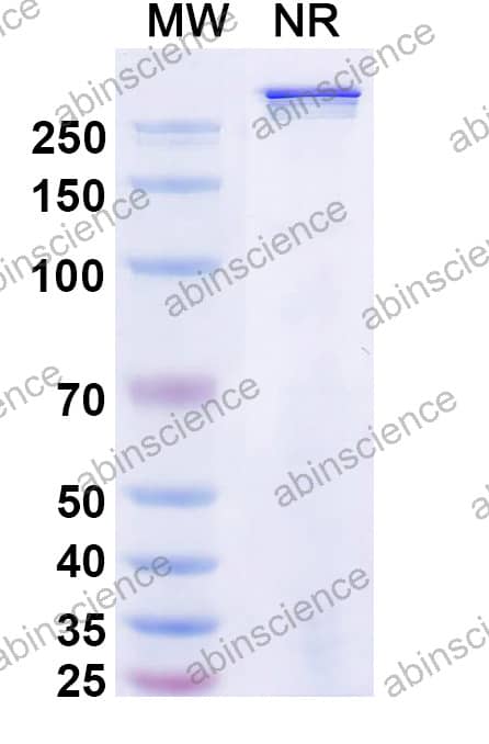 Human IgG1-kappa-[scFv - heavy - kappa]2 Recombinant Isotype Control Antibody (SAA2439)