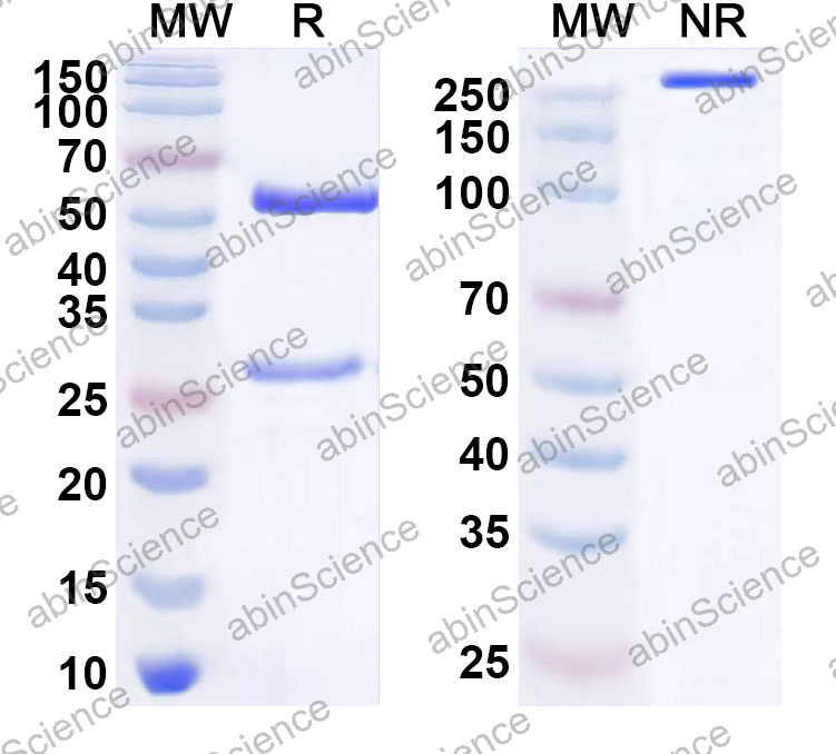 Anti-Human STING1/TMEM173 Monoclonal Antibody (1A646)