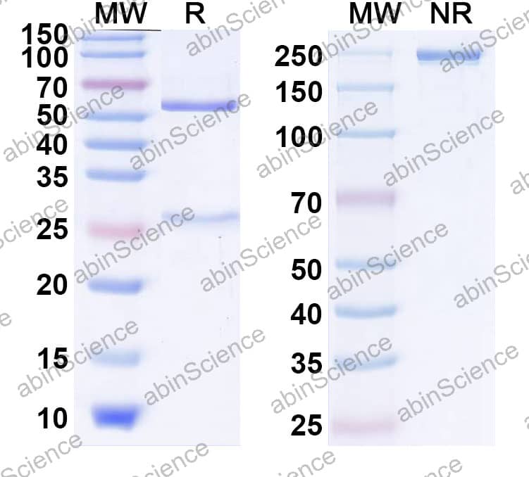 Anti-Human GDF2/BMP9 Antibody (SAA2340)