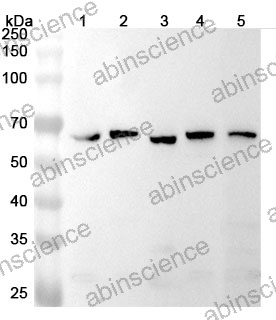Anti-Human SHC3 Polyclonal Antibody