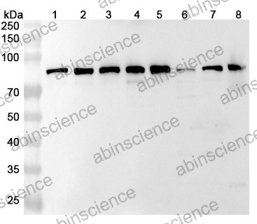 Anti-Human DNAJC2 Polyclonal Antibody