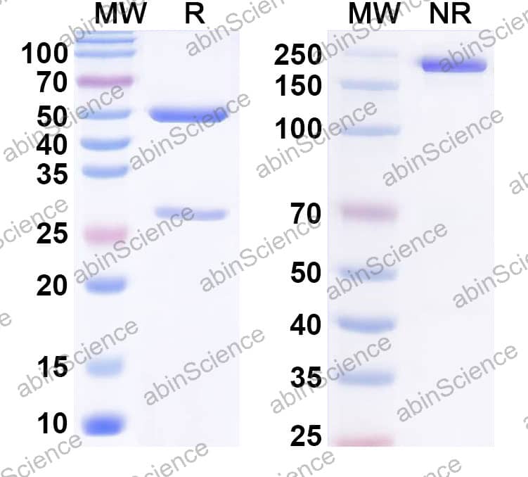 Anti-Human SOST Recombinant Antibody (AMG 167)
