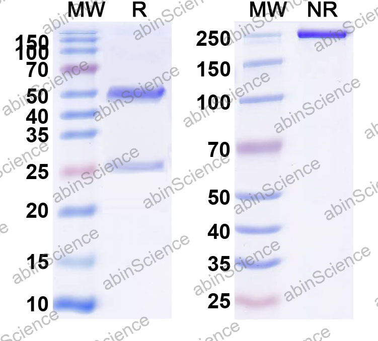 Anti-Human ADAMTS1 Monoclonal Antibody (1A694)