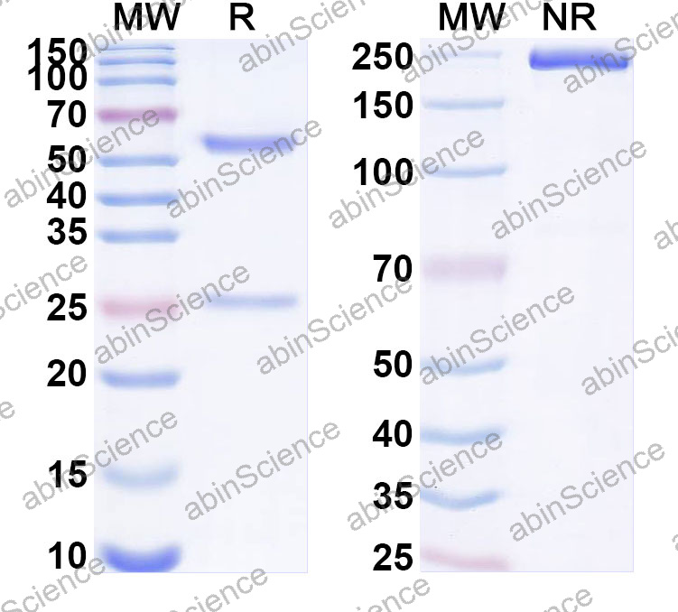Anti-Human ADAMTS1 Monoclonal Antibody (1A695)