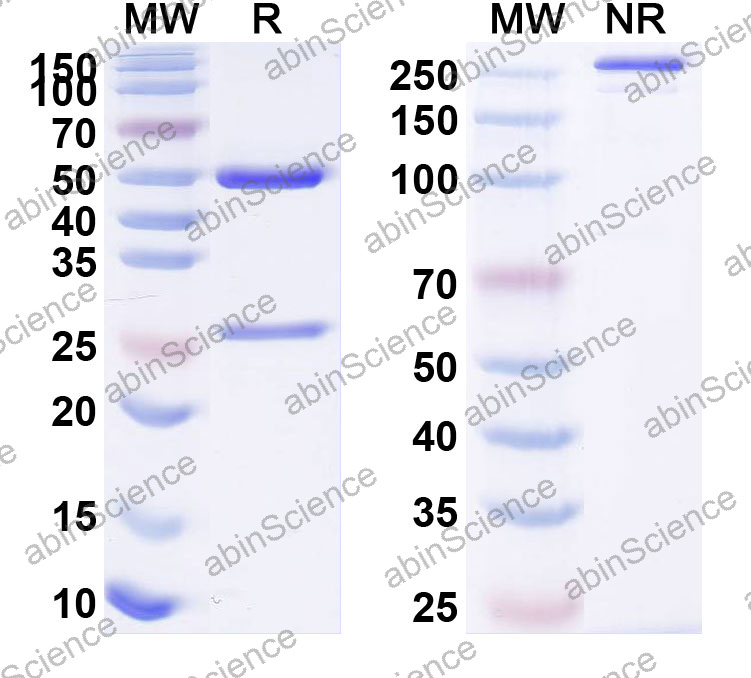 Anti-Human ADAMTS1 Monoclonal Antibody (1A696)