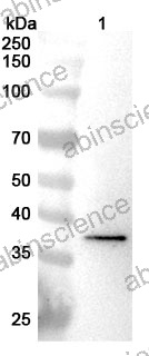 Anti-SPON2 Polyclonal Antibody