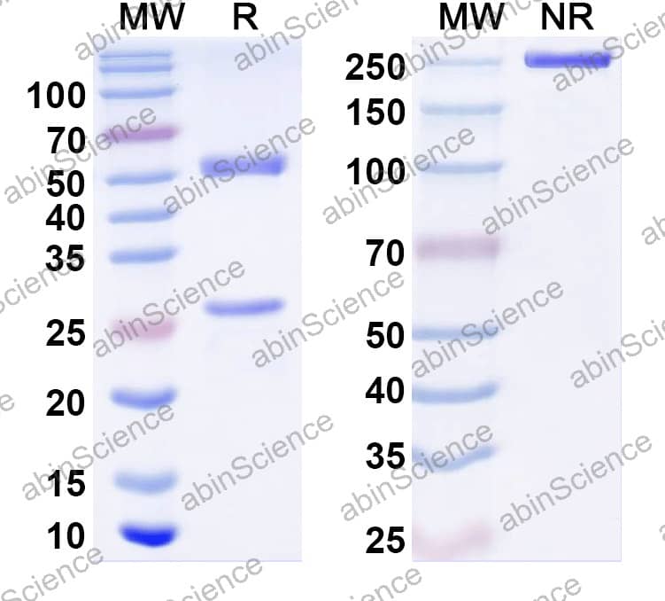 Anti-Human TSLP Reference Antibody (Felcorekibart, RUO)