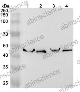 Anti-Human CYTH4 Polyclonal Antibody