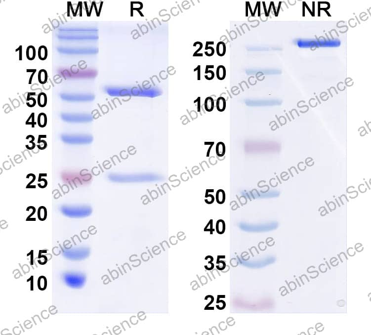 Anti-Human FCAR/CD89 Reference Antibody (Nebaprubart, RUO)