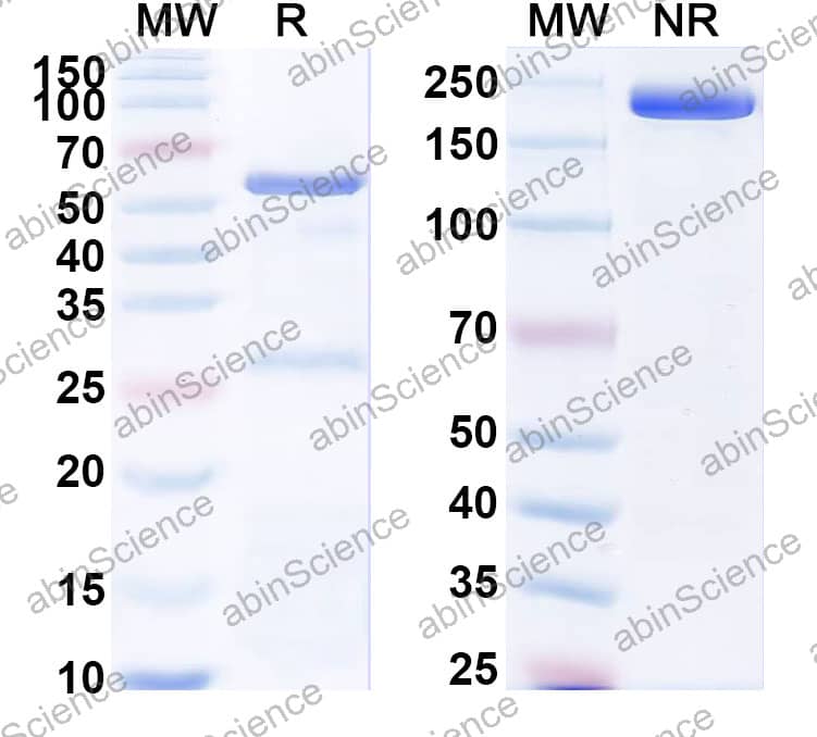 Anti-Human IL-17C Reference Antibody (Mor106, RUO)