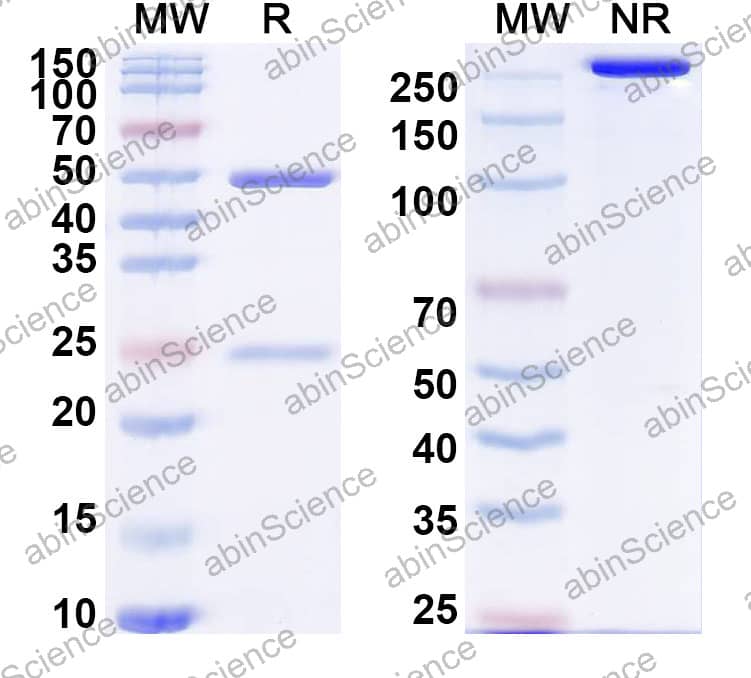 Anti-Human CD357/TNFRSF18/GITR Antibody (SAA2341)