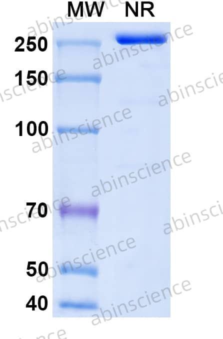 Anti-Human GITR Ligand/TNFSF18 Reference Antibody (Ragifilimab, RUO)