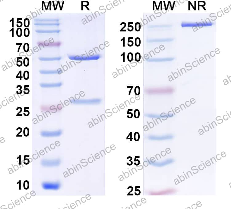 Anti-Human CD357/TNFRSF18/GITR Antibody (SAA2342)