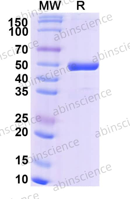 Research Grade Efgivanermin Alfa