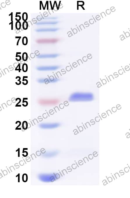 Human SLAMF8 Recombinant Protein (N-His)