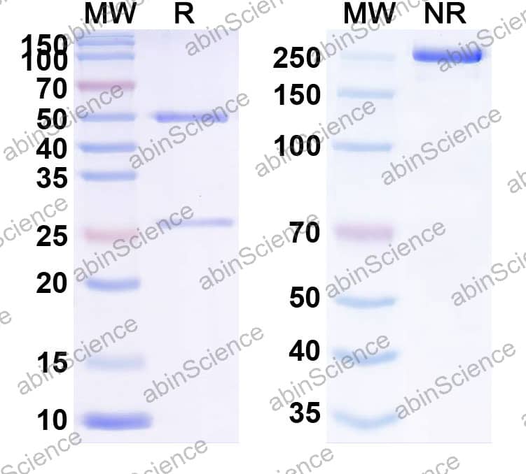 Anti-CD350/FZD10 Recombinant Antibody (SAA2393)
