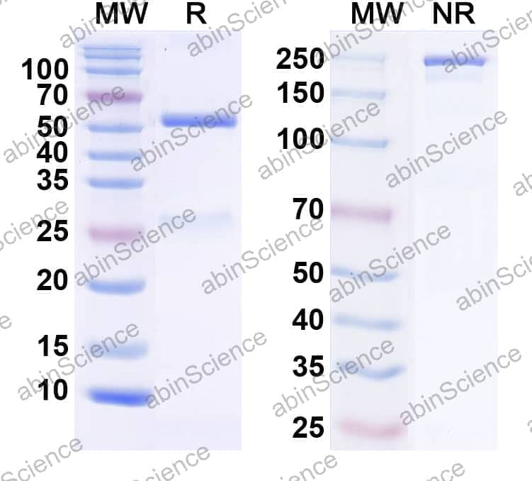 Anti-Smurf2 Recombinant Antibody (L16/45)