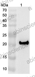 Anti-Human LCN12 Polyclonal Antibody