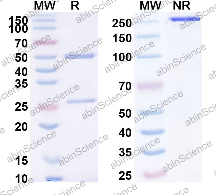 Anti-Human CD328/SIGLEC7 Antibody (SAA2438)