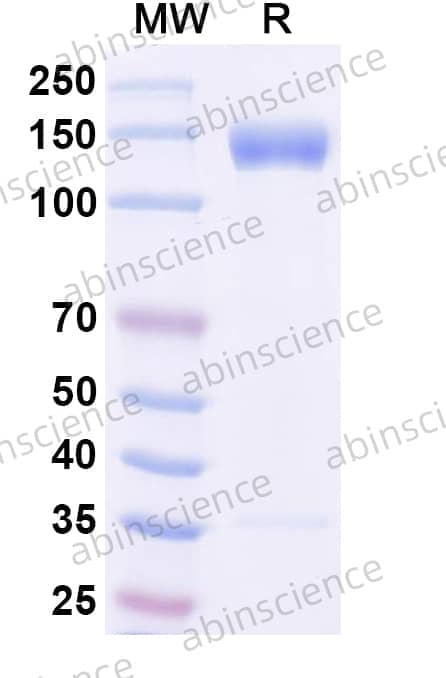 Human CD100/SEMA4D Recombinant Protein (C-Fc)