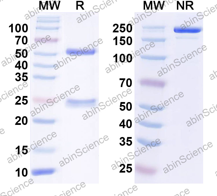 Anti-Human CD57/B3GAT1 Monoclonal Antibody (1A588)