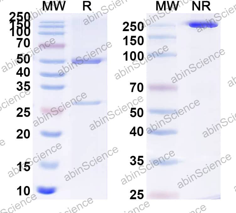 Anti-Human CD276/B7-H3 Reference Antibody (Risvutatug, RUO)