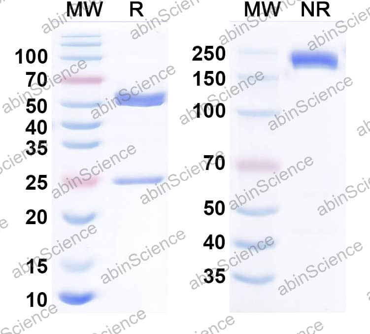 Anti-Human B7-H3 Reference Antibody (Tambotatug, RUO)