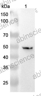 Anti-APMAP Polyclonal Antibody