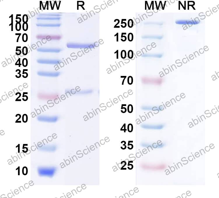 Anti-Human LILRB1/CD85j/ILT2 Reference Antibody (Zamristobart, RUO)