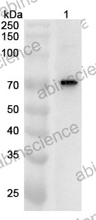 Anti-ZBP1 Polyclonal Antibody