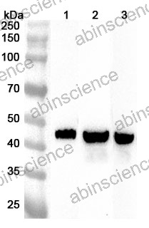 Anti-GCDH Polyclonal Antibody