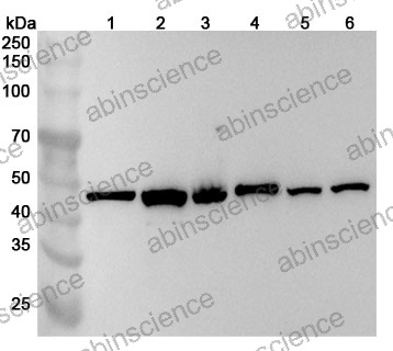 Anti-ATXN10 Polyclonal Antibody
