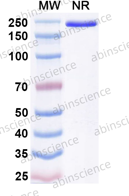 Anti-Human B7-H4 Reference Antibody (Alsevalimab, RUO)