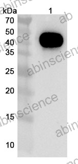 Research Grade Zubotamig