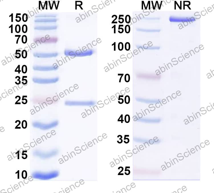 Anti-Human B7-H4 Reference Antibody (Mocertatug, RUO)