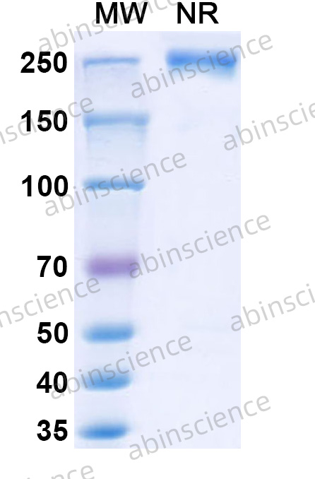 Anti-Human CD207 Recombinant Antibody (2G3)