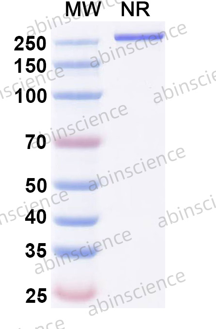 Anti-Human B7-H6 & CD3 epsilon Reference Antibody (Etuptamig, RUO)