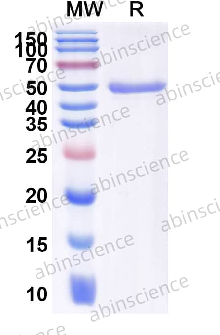 Research Grade Efimosfermin Alfa