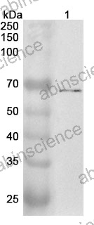 Anti-Human TICAM1 Polyclonal Antibody