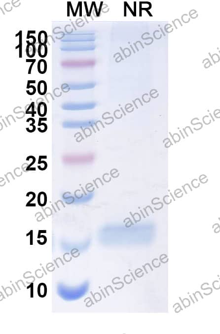 Anti-Human LGR4 Recombinant Nanobody (SAA2295)