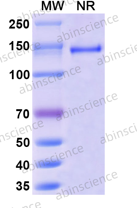 Anti-Human GDF-15 Reference Antibody (Ponsegromab, RUO)